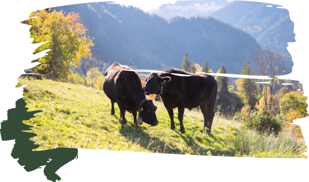 wagyu-bild5-29f1668b